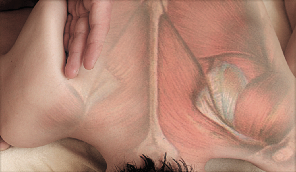 Illustration montrant musculature du dos à travers une personne couchée