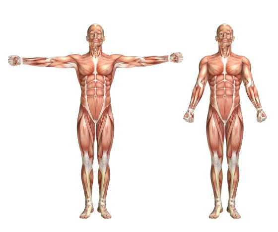 Illustration des muscles du corps en position anatomique