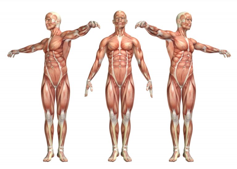 Illustration de 3 corps en position anatomique et bras tendus démontrant la musculature humaine