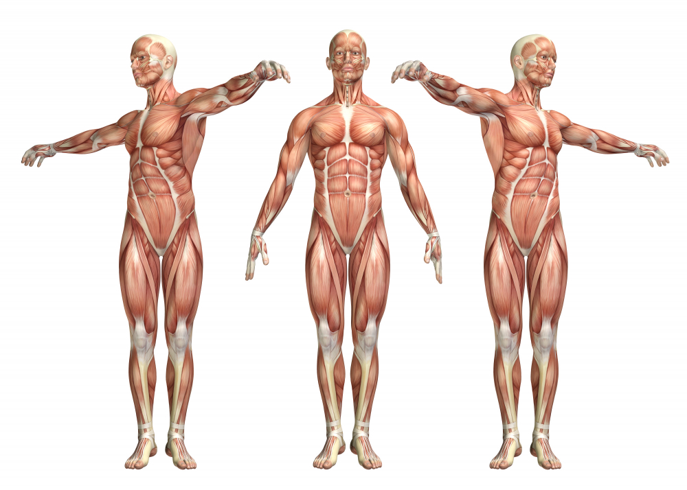 Illustration de 3 corps en position anatomique et bras tendus démontrant la musculature humaine