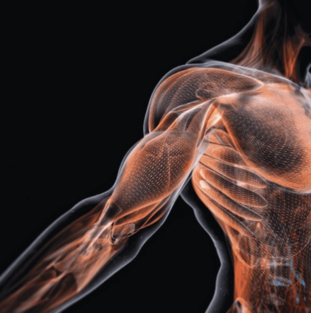 Illustration d'un corps humain transparent pour démontrer les structures du fascia